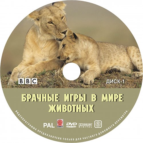 Брачные игры в мире животных. Брачные игры в мире животных