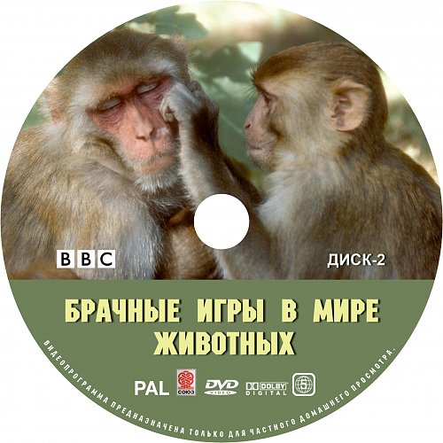 Брачные игры в мире животных. Bbc брачные игры мире животных диск. примеры брачных игр животных.