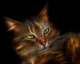 Аватар для moonlitcat